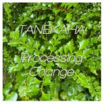 Tanekaha, MP3 cover