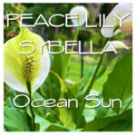 Peace Lilly Sybella MP3 cover